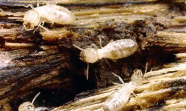 Termite Control