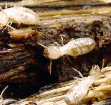 Termite Control