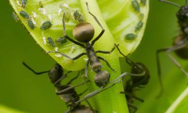 Ant Pest Contol