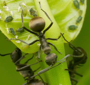 Ant Pest Contol