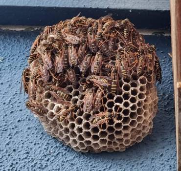 Bee/Wasp Pest Control
