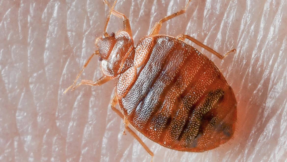 Bed Bugs Treatment