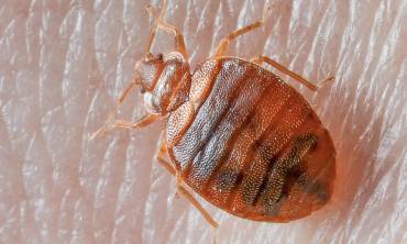 Bed Bugs Treatment