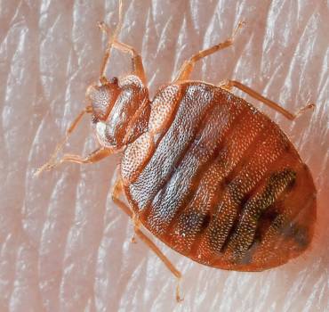 Bed Bugs Treatment